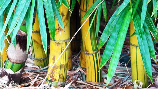 Projeto apresentado ao município de Barcarena aposta na capacitação de jovens para geração de renda com bambu