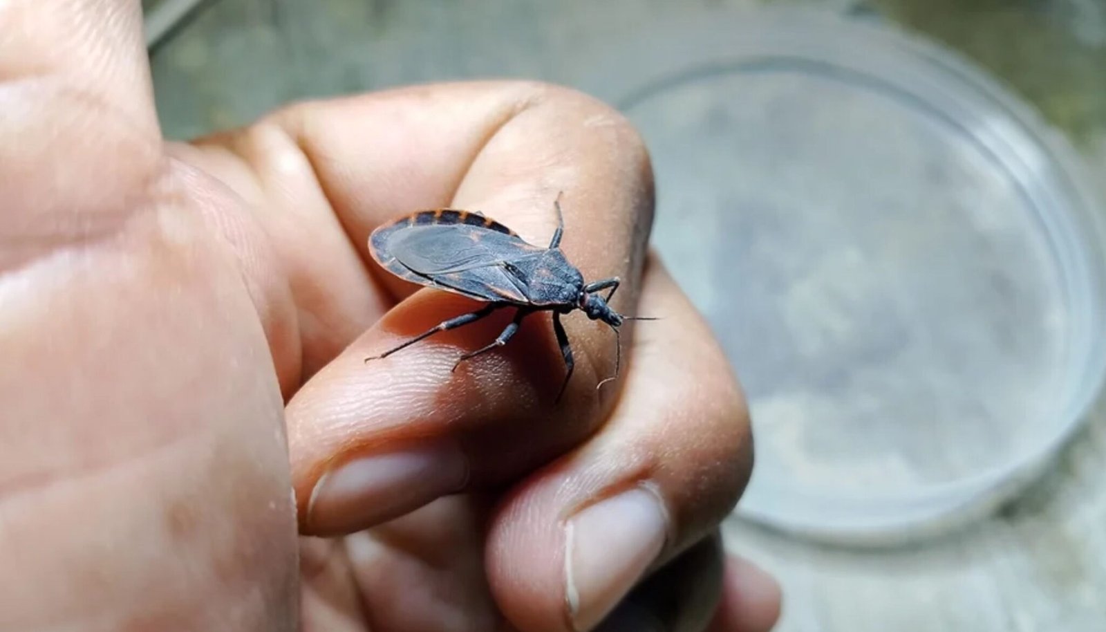 Barcarena integra lista prioritaria de plano de prevencao a doenca de Chagas no Para